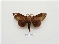 藏品(大灰枯葉蛾)的圖片